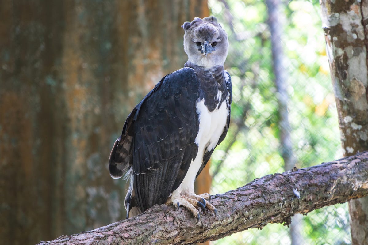 Harpy Eagles