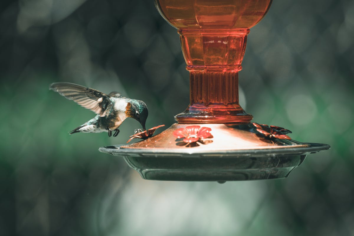 How to Bring Birds to Feeders? 2 How to Bring Birds to Feeders
