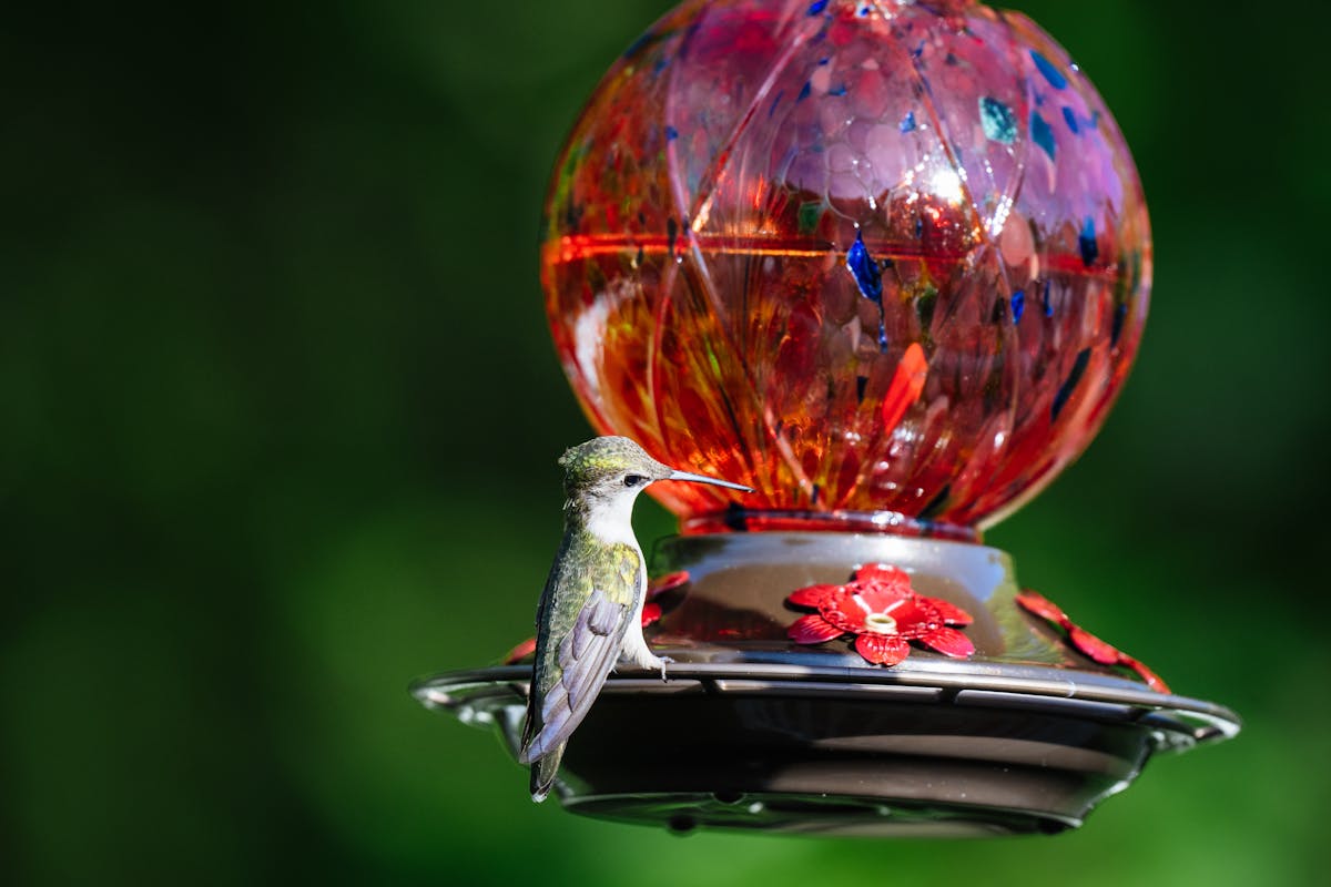 How to Bring Birds to Feeders? 1 How to Bring Birds to Feeders