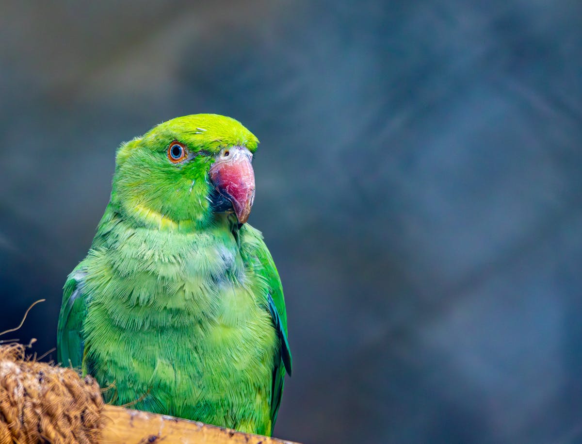 How to Care for an Injured Wild Bird