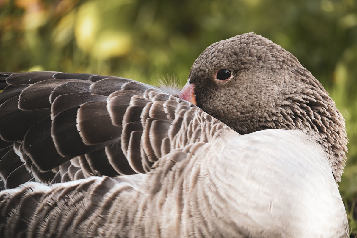 How to Entice Birds to Feeders