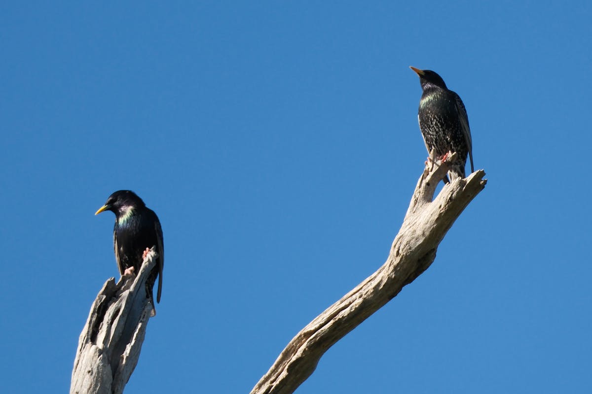 How to Entice Birds to Feeders? 2 How to Entice Birds to Feeders
