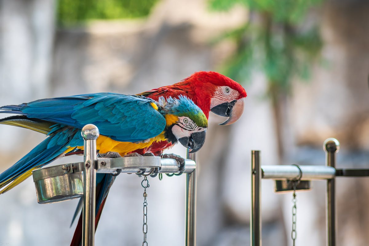 How to Make or Buy Bird Feeders for Your Garden? 1 Make or Buy Bird Feeders for Your Garden