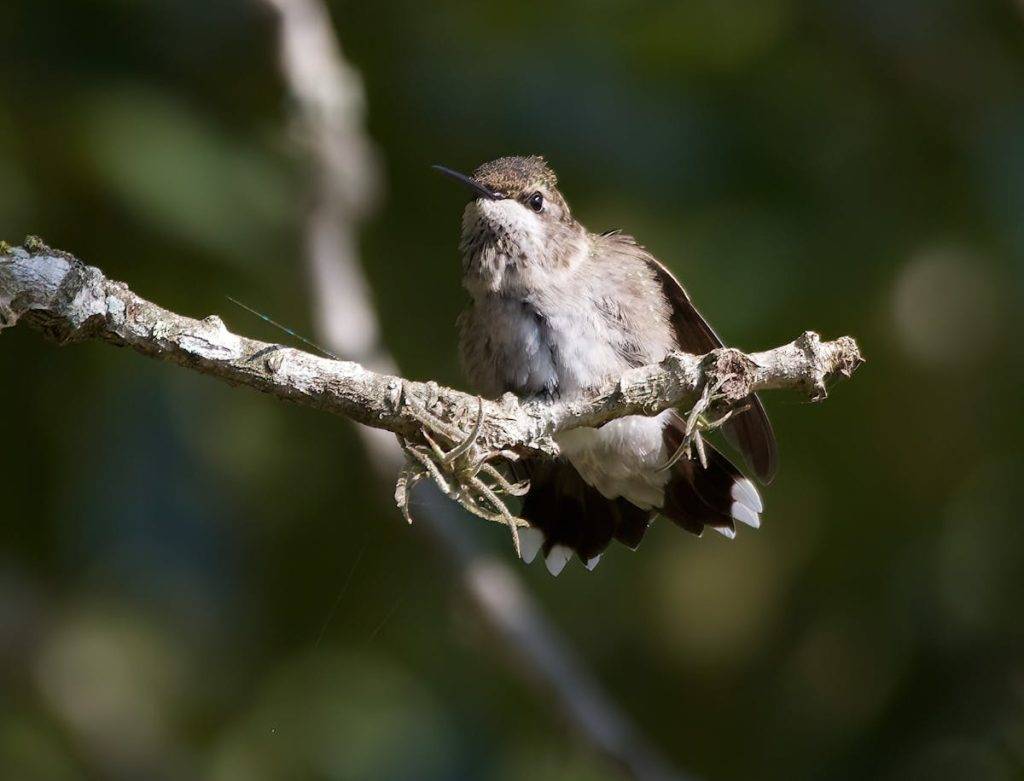 Identifications Black-Chinned Hummingbird & Characteristics