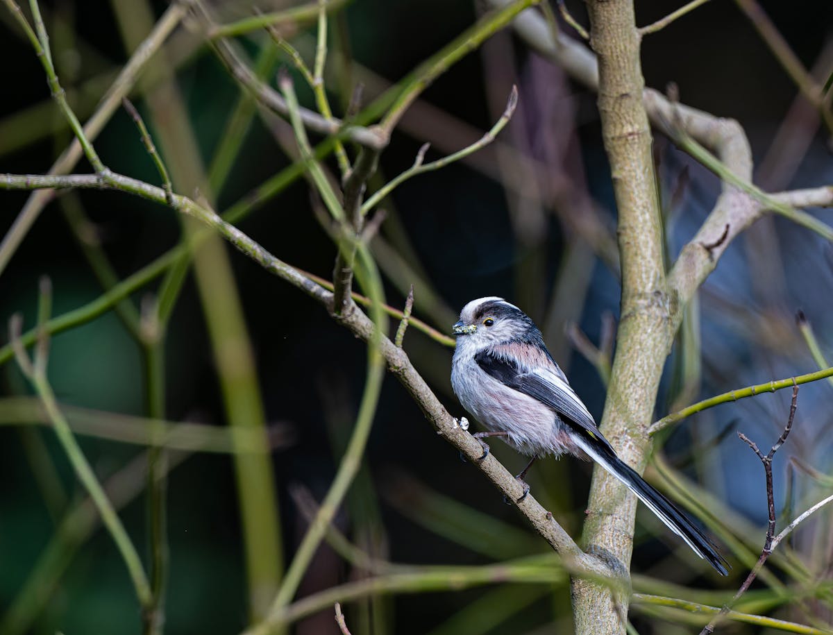 Long tailed tit bird Symbolization 1 Long tailed tit bird Symbolization