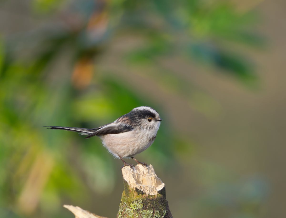 Long tailed tit bird Symbolization