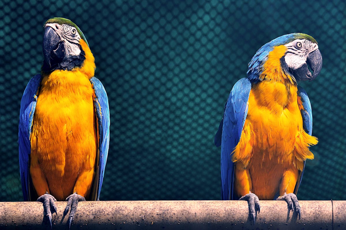 Macaws