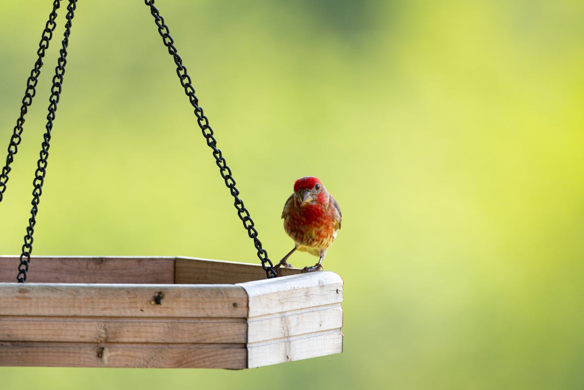 How to Make or Buy Bird Feeders for Your Garden? 2 Make or Buy Bird Feeders
