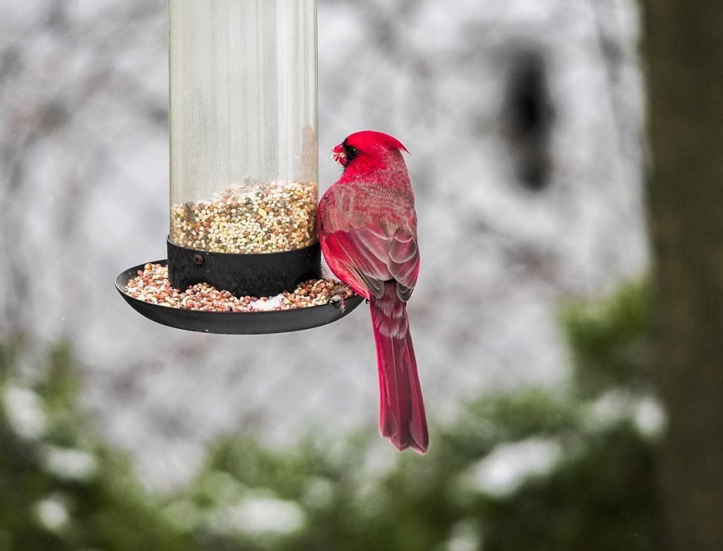 Northern Cardinal Bird — Recognized