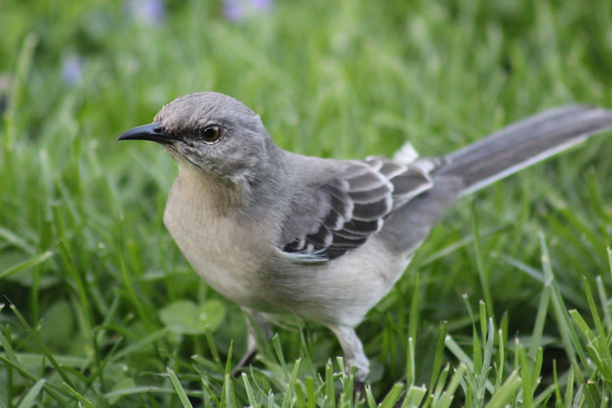Northern Mockingbird Bird - Overview 1 Northern Mockingbird Bird