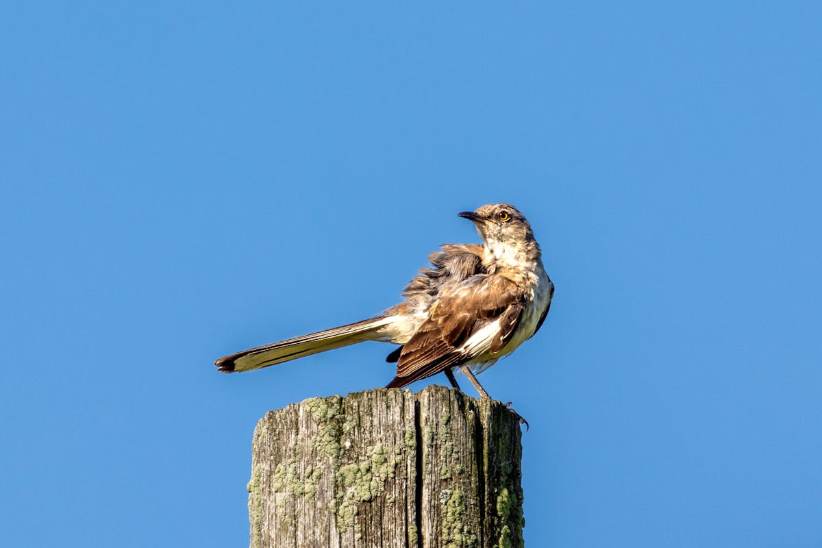 Northern Mockingbird Bird – Overview