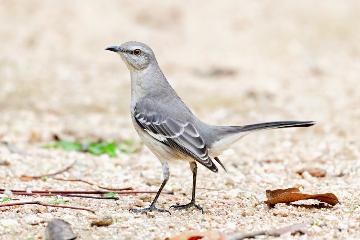 Northern Mockingbird Bird - Overview 2 Northern Mockingbird in your backyard: