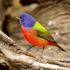 Painted Bunting Bird