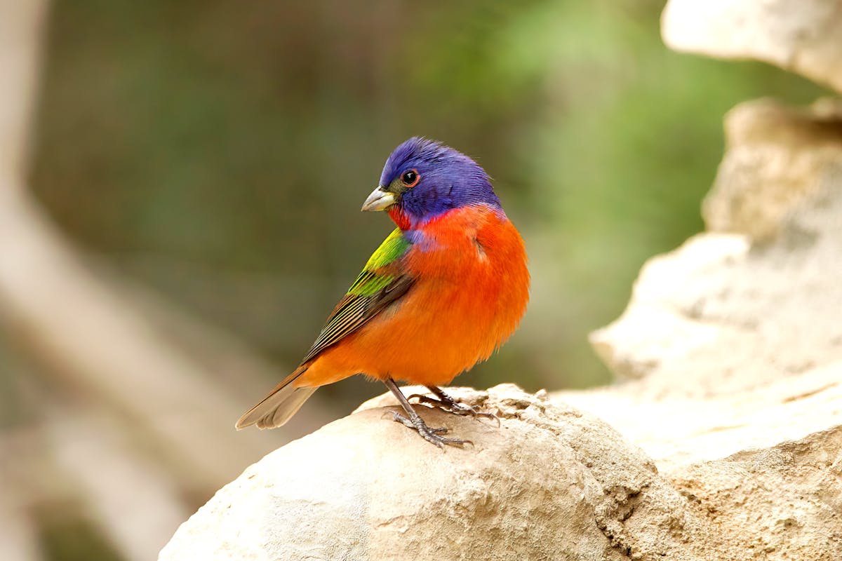 Painted Bunting Bird – Overview 1 Painted Bunting Bird