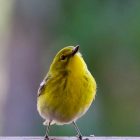 Pine Warbler Bird - Overview