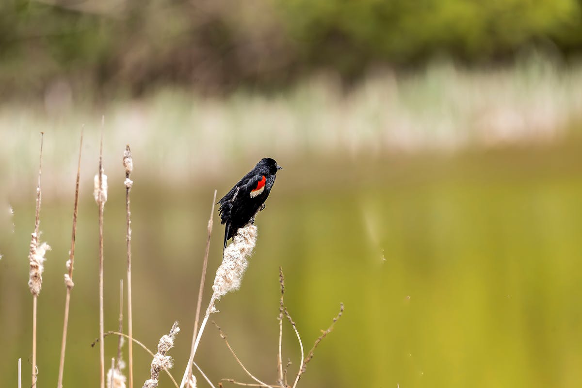 Florida Blackbirds Introduction 1 Red-winged Blackbirds