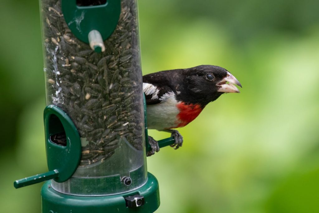 Rose-Breasted Grosbeak Introduction