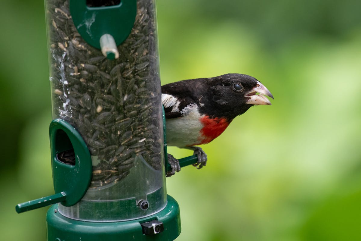 Rose-Breasted Grosbeak | Introduction 1 Rose-Breasted Grosbeak Introduction