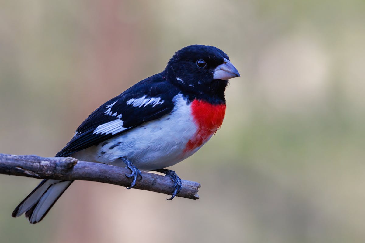Rose-Breasted Grosbeak | Introduction 3 How to Attract Rose-Breasted Grosbeaks
