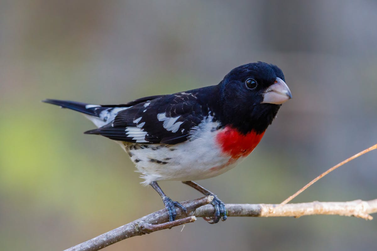 Rose-Breasted Grosbeak | Introduction 2 When Do Migrating Rose-Breasted Grosbeaks Go North