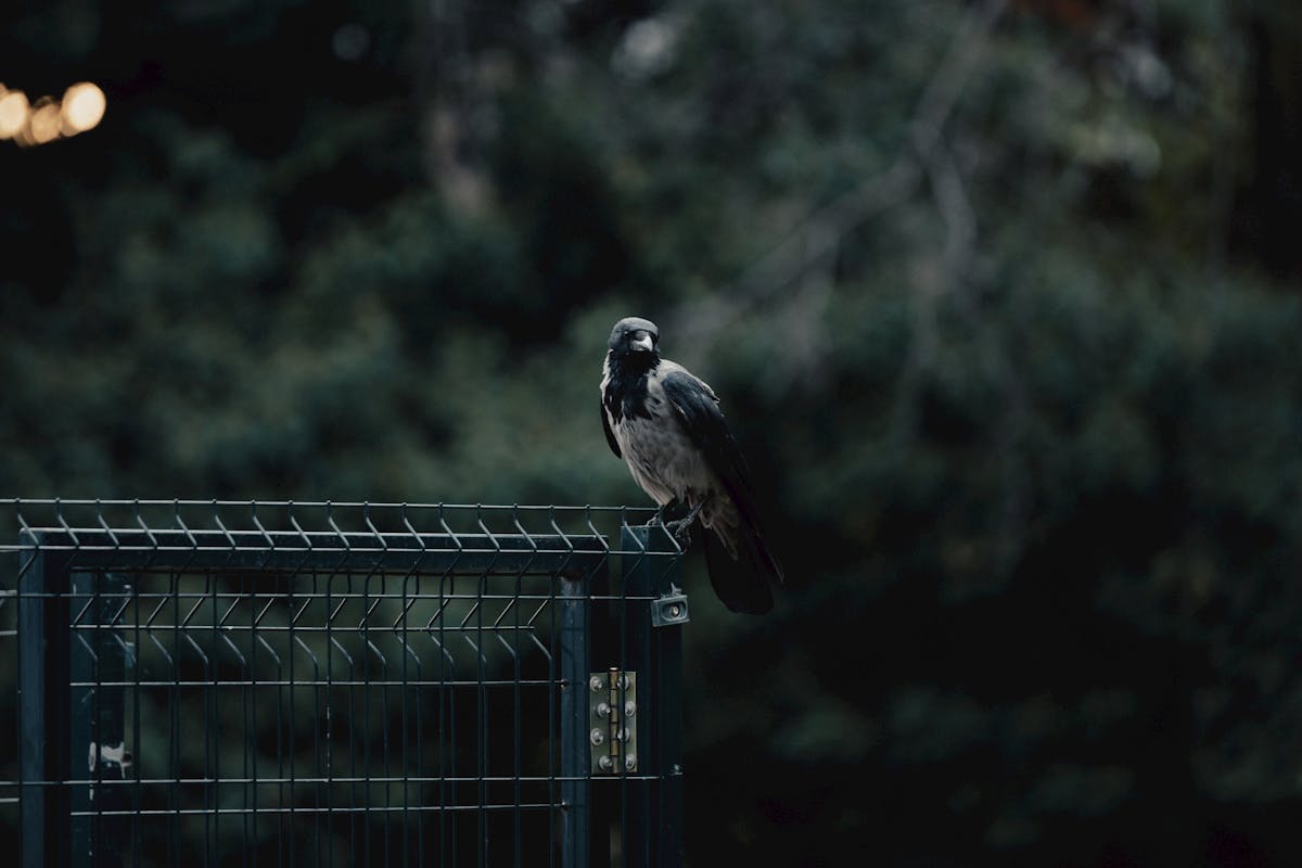 Scary Bird Myths and Legends: Halloween Special 1 Scary Bird Myths and Legends Halloween Special