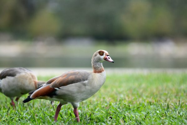 Texas Birds Introduction
