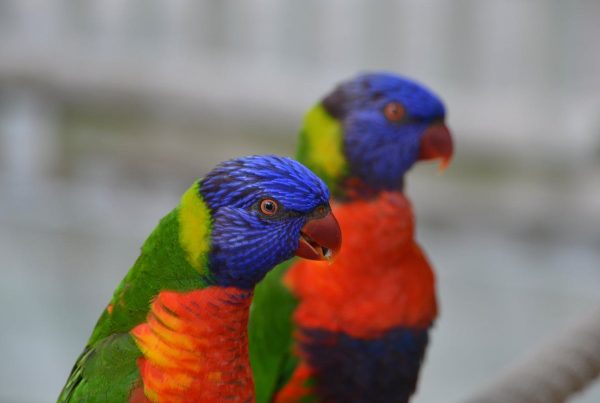 Texas Birds Introduction