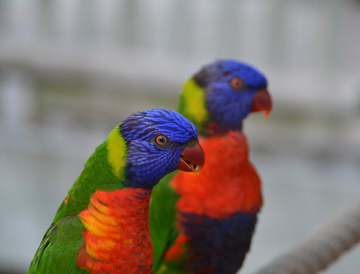 Texas Birds Introduction