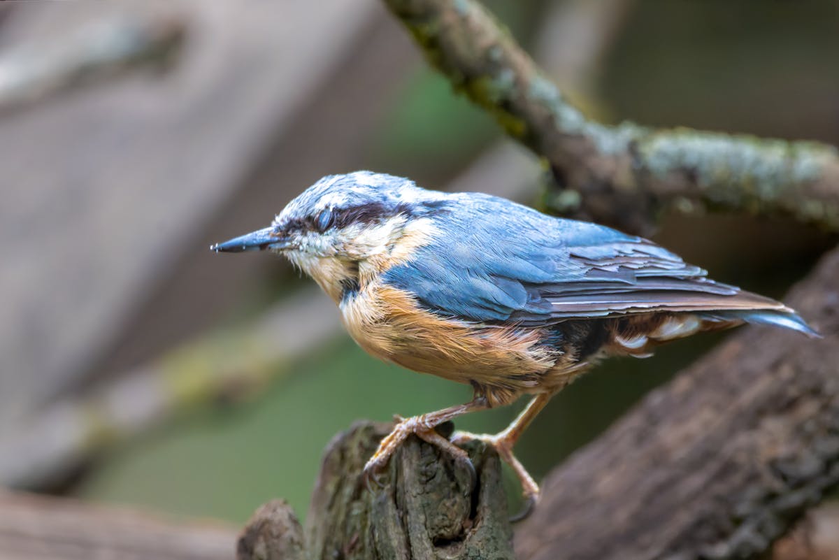 The Ideal Present for the Bird Enthusiasts 1 Ideal Present for the Bird Enthusiasts