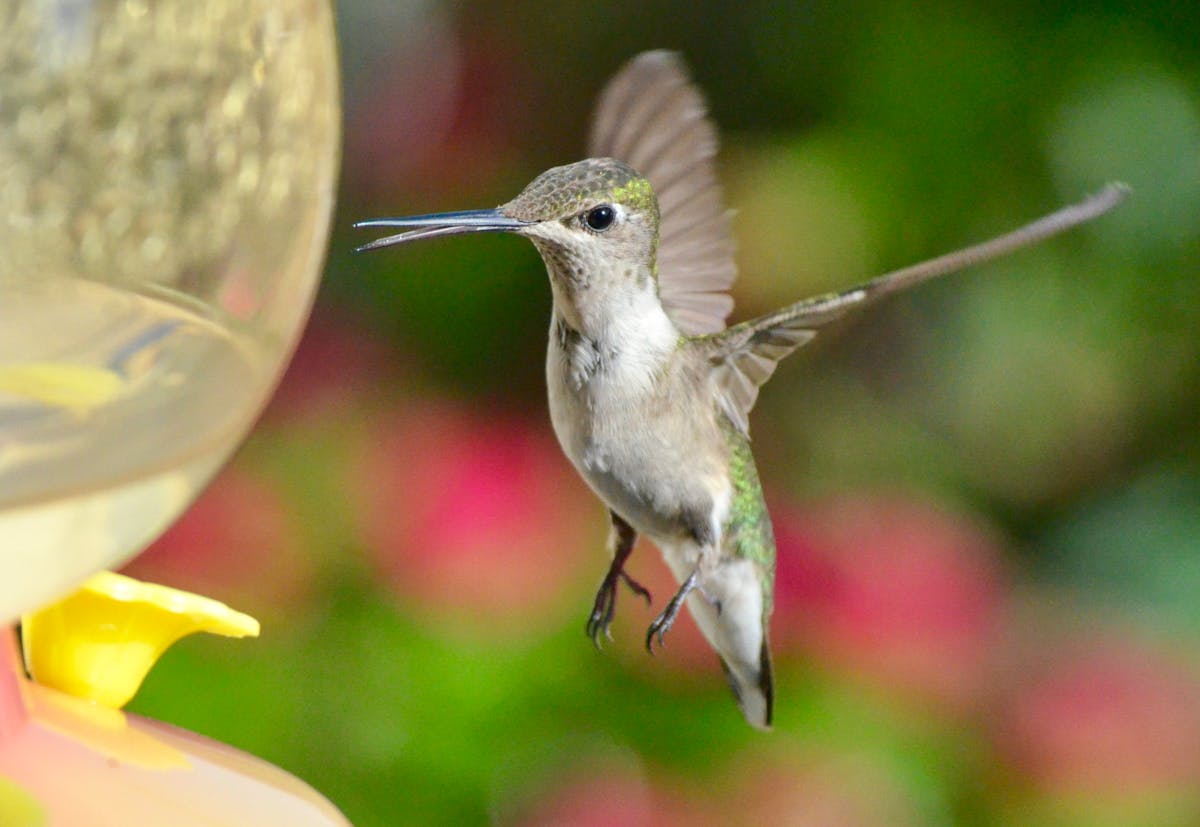 Tips For Bird Feeder Maintenance: Clean And Safe 1 Maintenance Clean And Safe