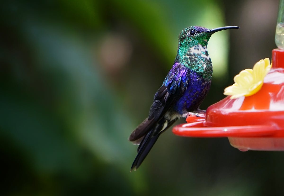 Tips For Bird Feeder Maintenance: Clean And Safe