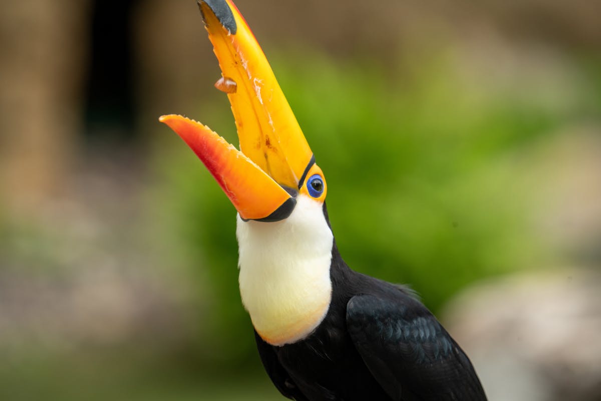 Toucans