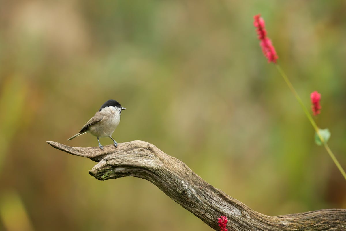 Tufted Titmouse In-Depth Learning 2 Tufted Titmouse