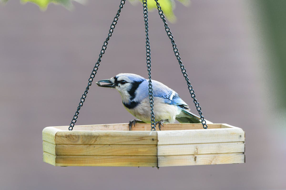 Virginia Birds Introduction 1 Virginia Birds Introduction