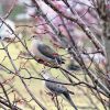 Virginia Birds Introduction