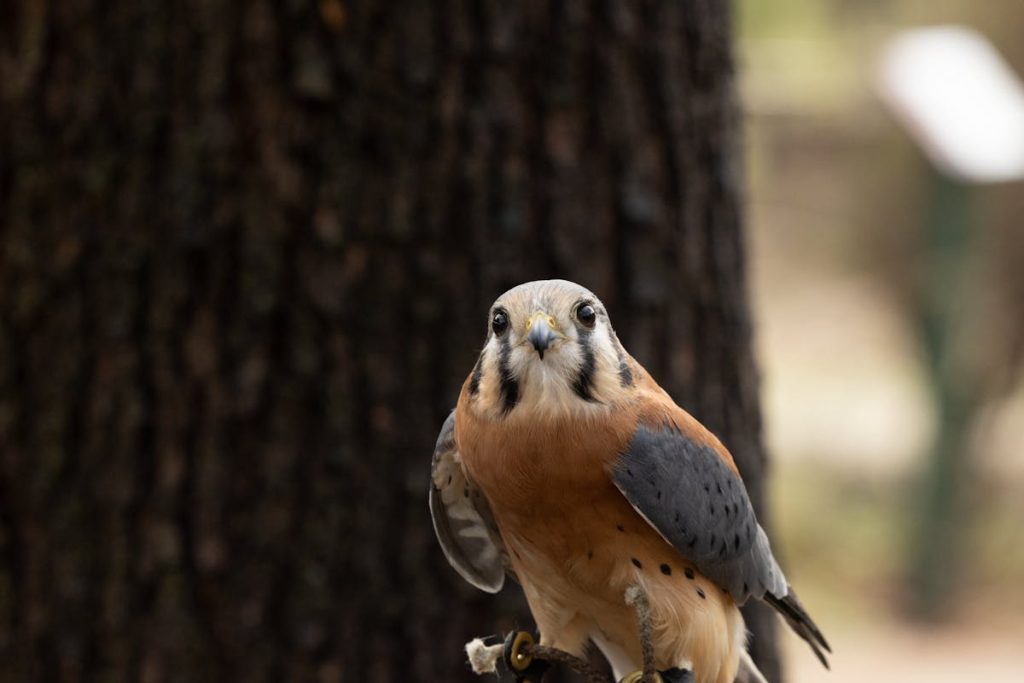 What Do Hawks Eat Asking What Do Hawks Eat