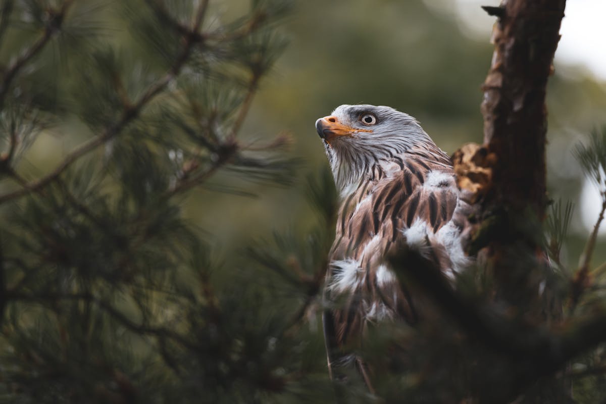 What Do Hawks Eat in Winter or Whole Day? 1 What Do Hawks Eat Asking What Do Hawks Eat