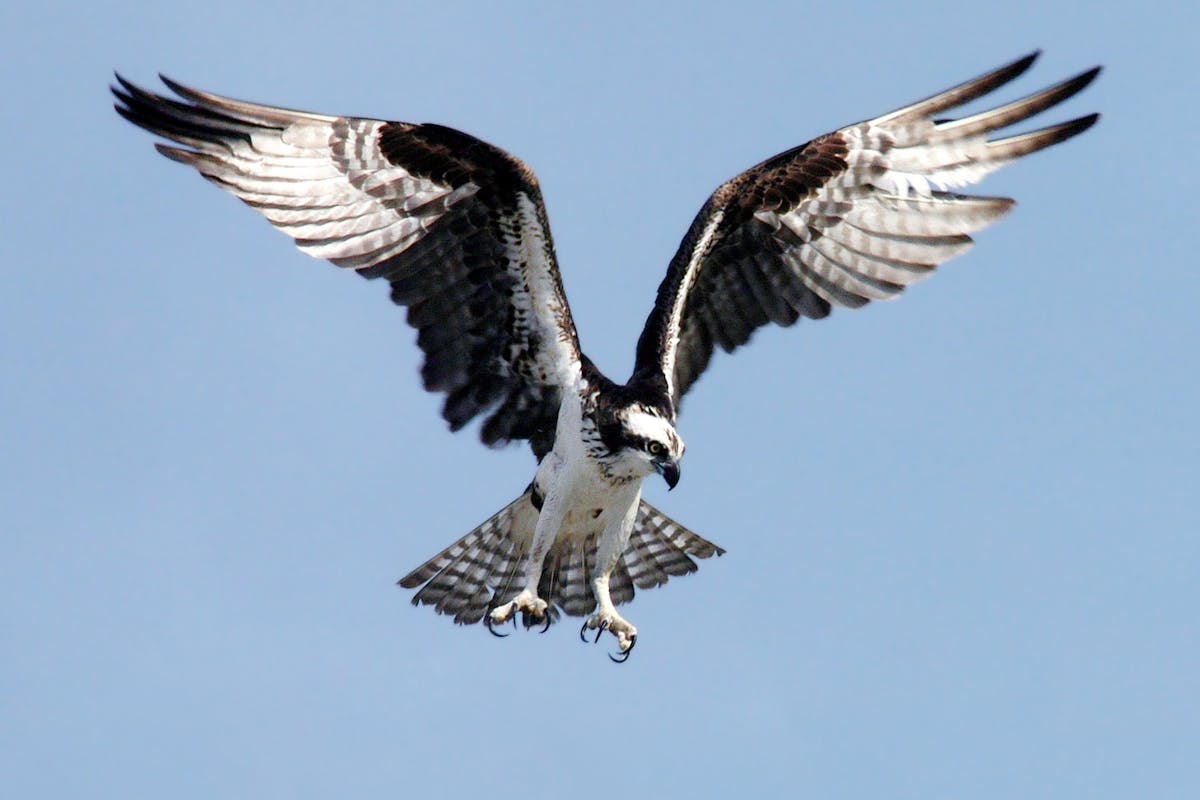 What Do Hawks Eat in Winter or Whole Day? 2 A Hawk Came To Your Yard