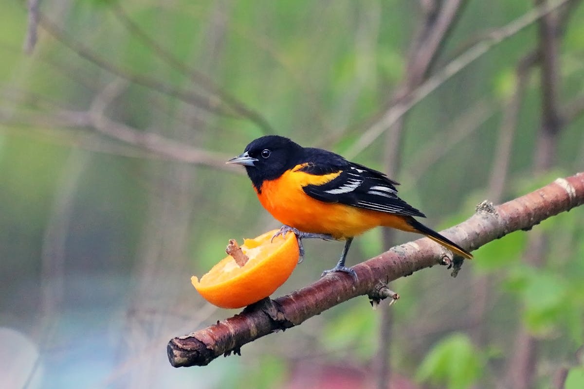 What Do Orioles Eat: How to Feed Orioles