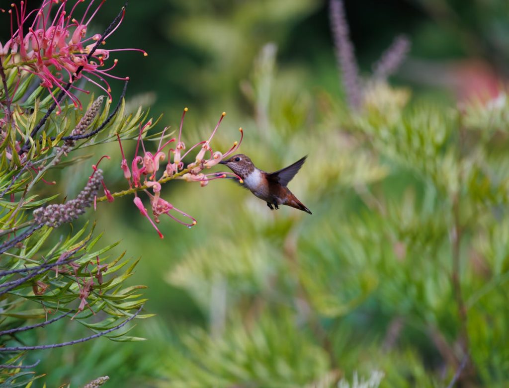 Hummingbird Hawk Moths