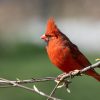 10 Birds that look like cardinals