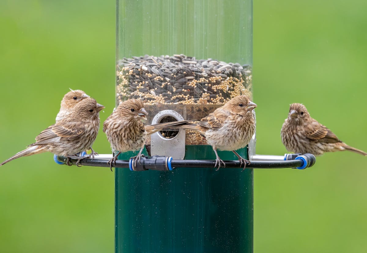 How to attract birds to feeder in city? 1 How to attract birds to feeder in city