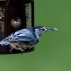 How to attract birds to feeder in city