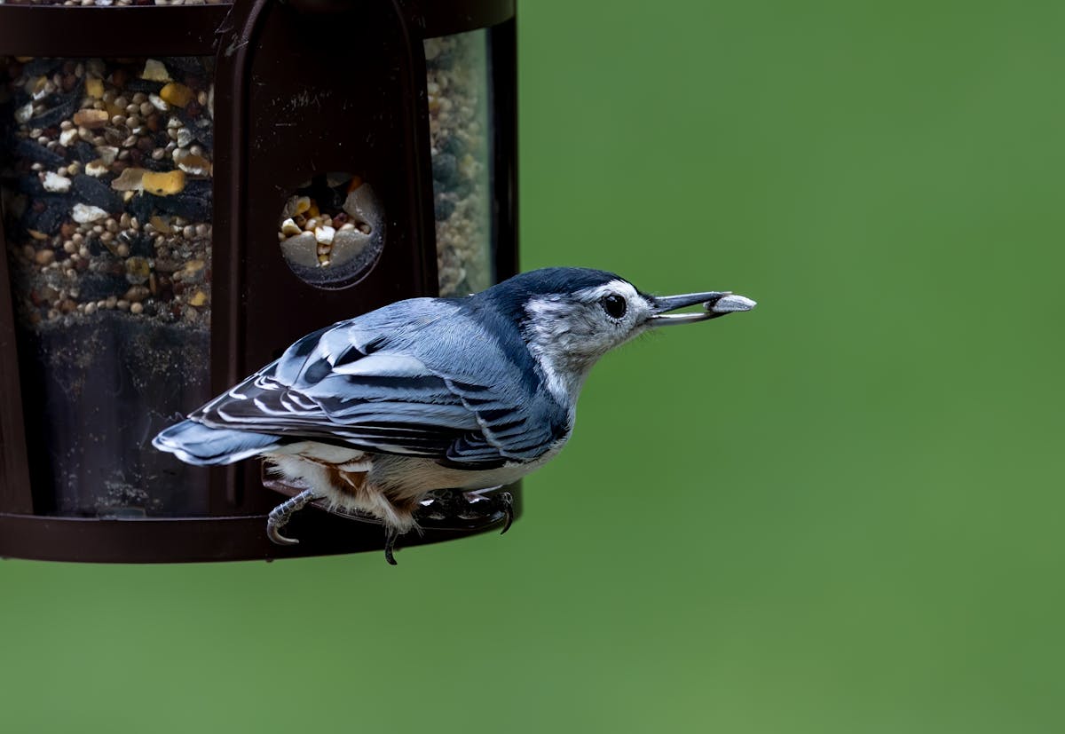 How to attract birds to feeder in city?