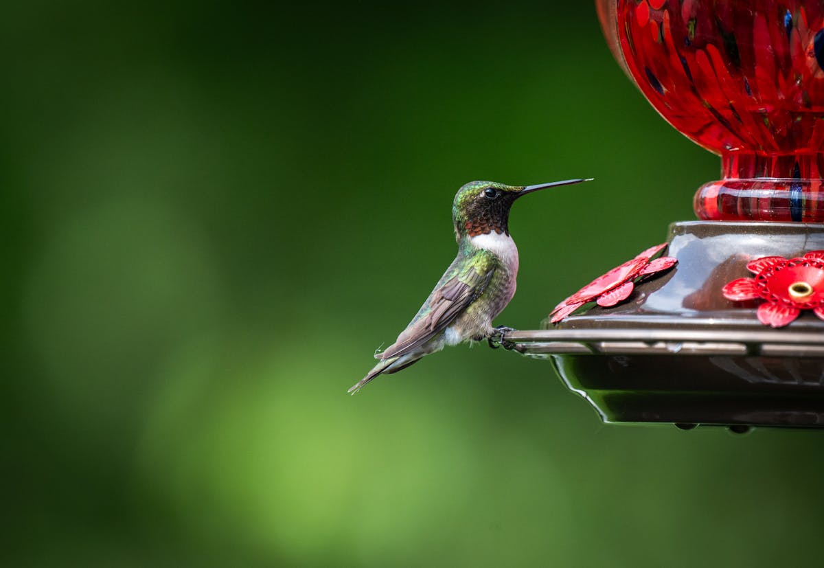 How to attract birds to feeder in city? 2 attract birds to feeder in city