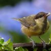 keep birds from eating grass seed