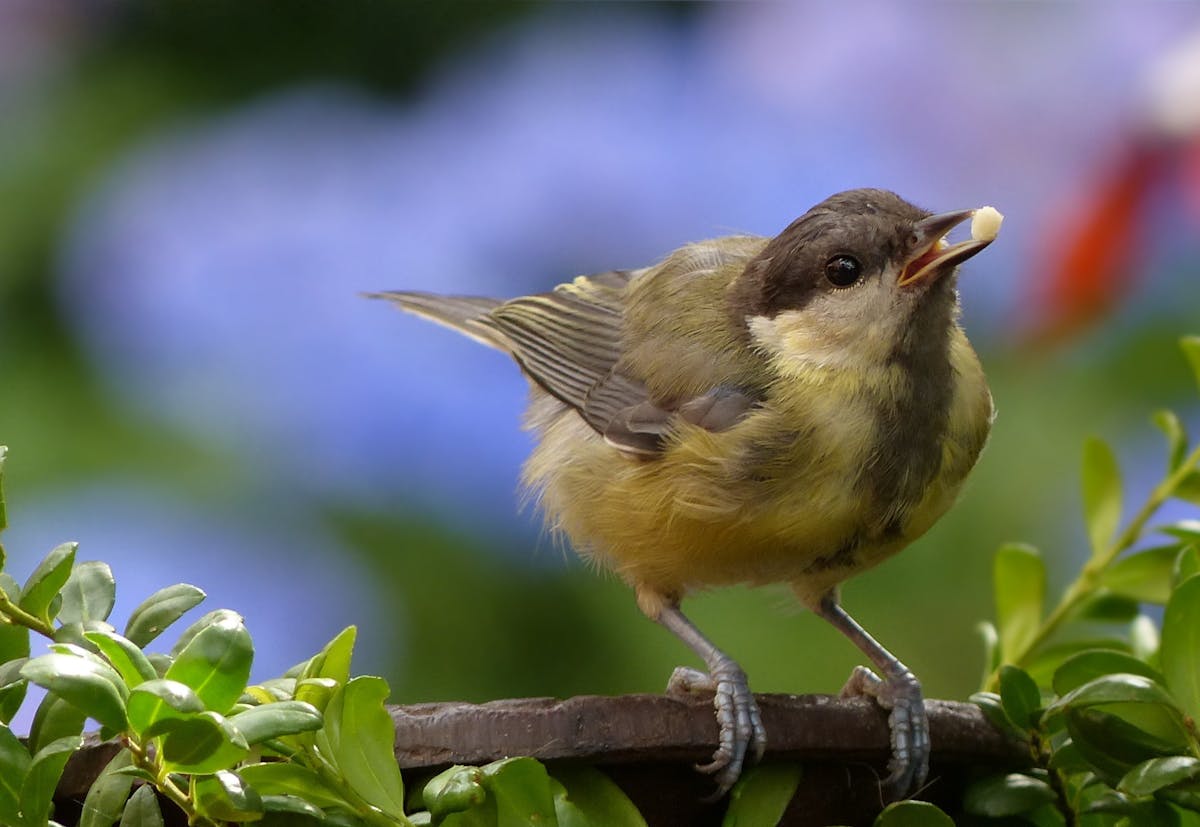 How to keep birds from eating grass seed?
