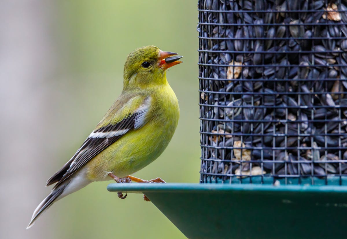 How to keep birds from eating grass seed? 1 keep birds from eating grass seed