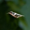 Ruby Throated Hummingbird male vs female