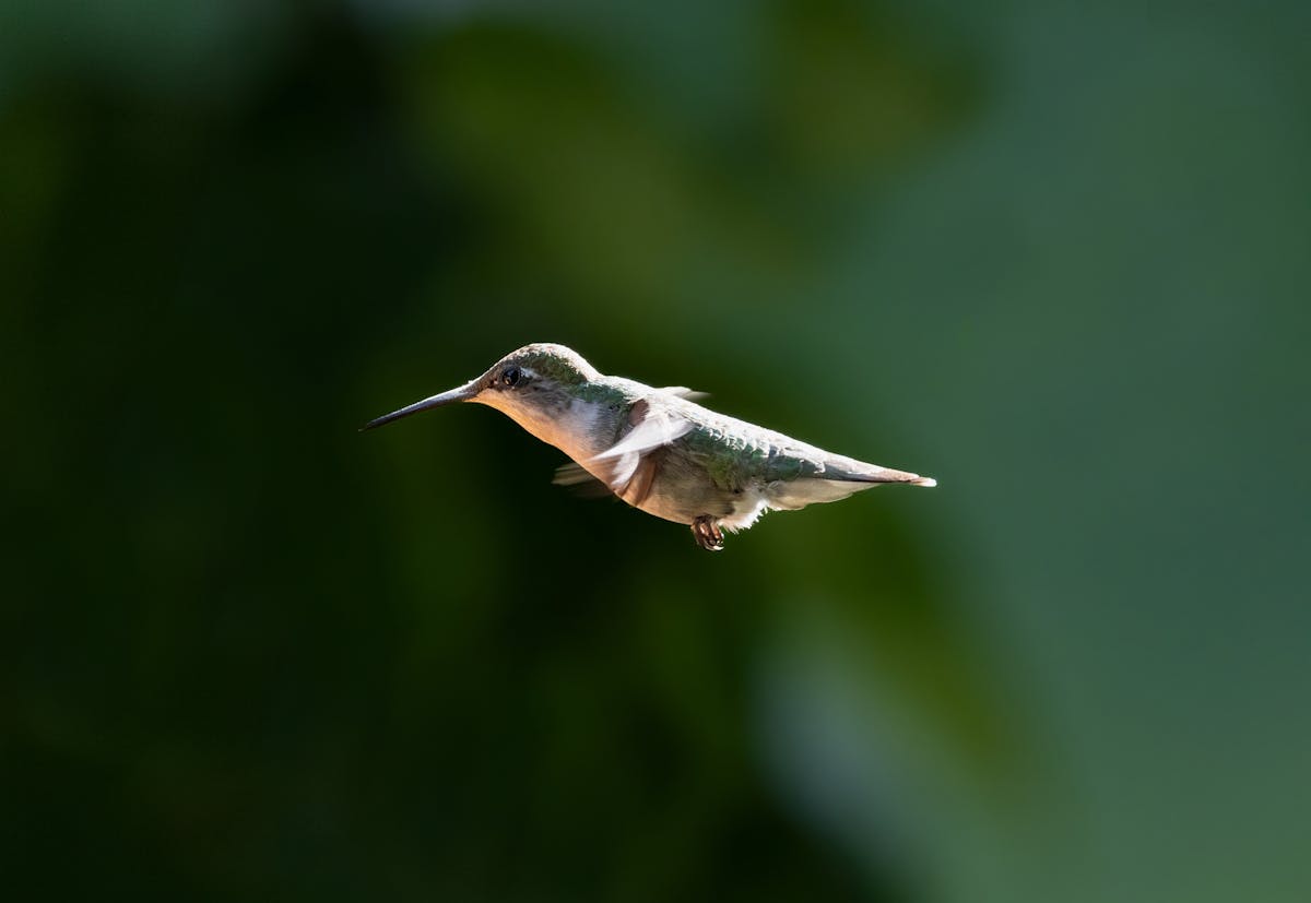 Ruby Throated Hummingbird male vs female